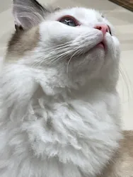 Cat Café MOFF コクーンシティさいたま新都心店に投稿された画像（2026/4/25）