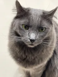 Cat Café MOFF コクーンシティさいたま新都心店に投稿された画像（2026/4/25）