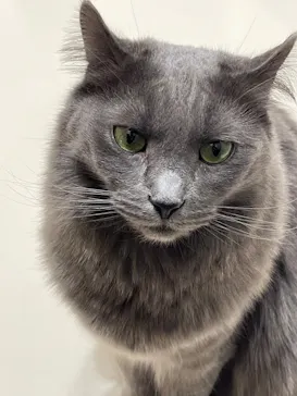 Cat Café MOFF コクーンシティさいたま新都心店に投稿された画像（2026/4/25）