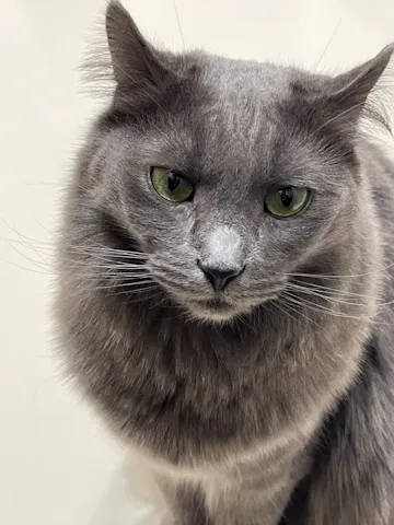 たまちゃん【ASYMM】クラウド コクーン ジャケット　グレー　ぞうねこ Cat Café MOFF コクーンシティさいたま新都心店の口コミ ｜可愛いねこ