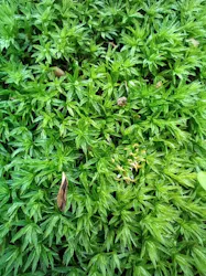 東京国立博物館に投稿された画像（2026/4/25）