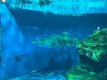 しながわ水族館に投稿された画像（2026/4/26）