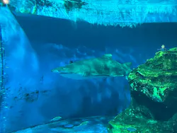 しながわ水族館に投稿された画像（2026/4/25）