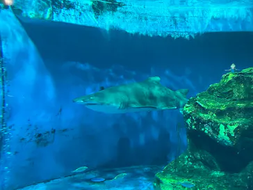 しながわ水族館に投稿された画像（2026/4/25）