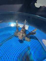 しながわ水族館に投稿された画像（2026/4/25）