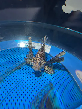 しながわ水族館に投稿された画像（2026/4/25）