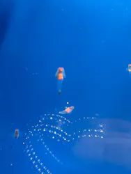 しながわ水族館に投稿された画像（2026/4/25）