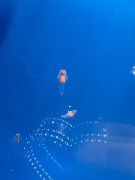 しながわ水族館に投稿された画像（2026/4/25）