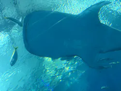 沖縄美ら海水族館に投稿された画像（2026/4/25）