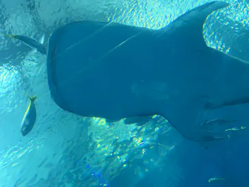 沖縄美ら海水族館に投稿された画像（2026/4/25）