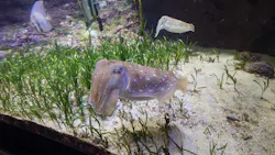 沖縄美ら海水族館に投稿された画像（2026/4/25）