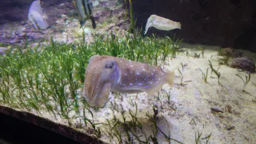 沖縄美ら海水族館に投稿された画像（2026/4/25）