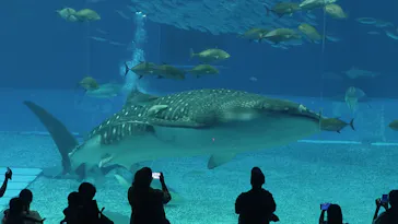 沖縄美ら海水族館に投稿された画像（2026/4/25）