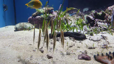 沖縄美ら海水族館に投稿された画像（2026/4/25）