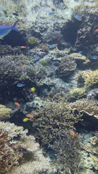 沖縄美ら海水族館に投稿された画像（2026/4/25）