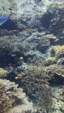 沖縄美ら海水族館に投稿された画像（2026/4/25）