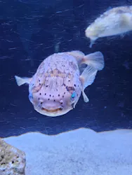 マクセル アクアパーク品川に投稿された画像（2026/4/26）