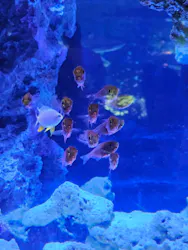 マクセル アクアパーク品川に投稿された画像（2026/4/26）