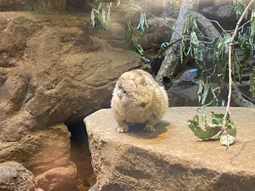 こども動物自然公園（埼玉県公園緑地協会）に投稿された画像（2026/4/26）