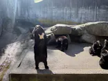 奥飛騨クマ牧場に投稿された画像（2026/4/26）