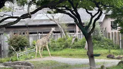 天王寺動物園に投稿された画像（2026/4/26）