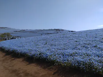 国営ひたち海浜公園プレジャーガーデンに投稿された画像（2026/4/26）