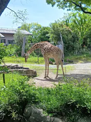 天王寺動物園に投稿された画像（2026/4/26）
