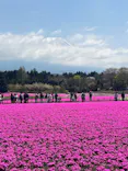 富士芝桜まつり(富士本栖湖リゾート)に投稿された画像（2026/4/26）