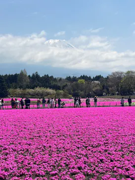 富士芝桜まつり(富士本栖湖リゾート)に投稿された画像（2026/4/26）