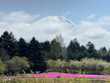 富士芝桜まつり(富士本栖湖リゾート)に投稿された画像（2026/4/26）