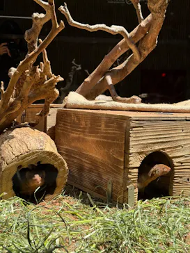 恩賜上野動物園に投稿された画像（2026/4/26）