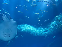 アクアワールド茨城県大洗水族館に投稿された画像（2026/4/26）