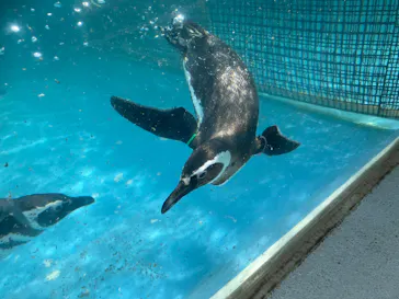 のとじま水族館に投稿された画像（2026/4/26）