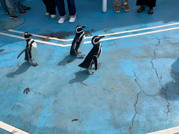 のとじま水族館に投稿された画像（2026/4/26）