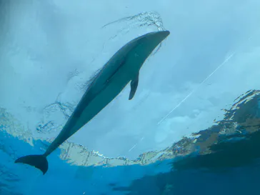 のとじま水族館に投稿された画像（2026/4/26）