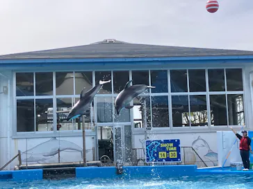 のとじま水族館に投稿された画像（2026/4/26）