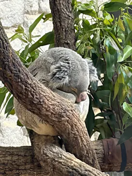 名古屋市東山動植物園に投稿された画像（2026/4/26）