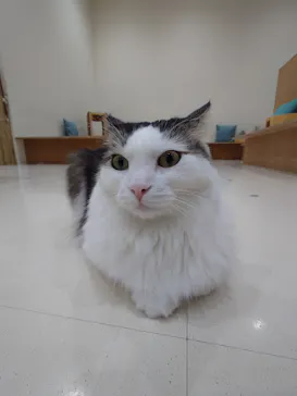 Cat Café MOFF イオンモール豊川店に投稿された画像（2026/4/26）