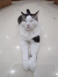 Cat Café MOFF イオンモール豊川店に投稿された画像（2026/4/26）