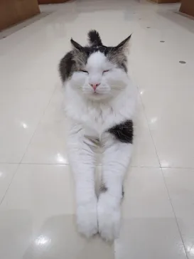 Cat Café MOFF イオンモール豊川店に投稿された画像（2026/4/26）