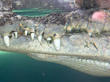 体感型動物園iZooに投稿された画像（2026/4/26）