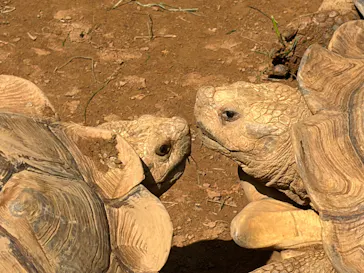 体感型動物園iZooに投稿された画像（2026/4/26）