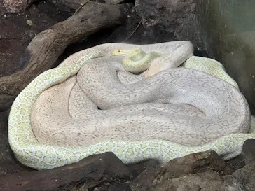 体感型動物園iZooに投稿された画像（2026/4/26）