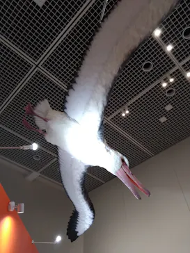 特別展「鳥 ～ゲノム解析が解き明かす新しい鳥類の系統～」に投稿された画像（2026/4/26）