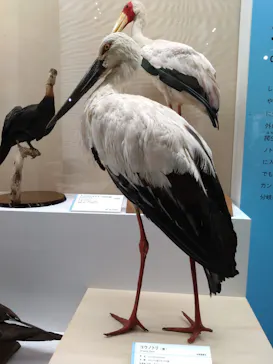 特別展「鳥 ～ゲノム解析が解き明かす新しい鳥類の系統～」に投稿された画像（2026/4/26）