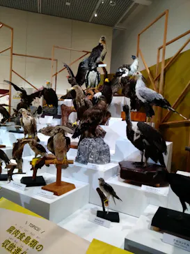 特別展「鳥 ～ゲノム解析が解き明かす新しい鳥類の系統～」に投稿された画像（2026/4/26）