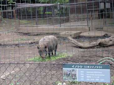 井の頭自然文化園に投稿された画像（2026/4/26）