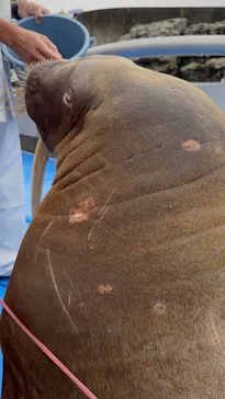 大分マリーンパレス水族館 「うみたまご」に投稿された画像（2026/4/26）