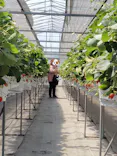 農家　さいとうに投稿された画像（2026/4/26）