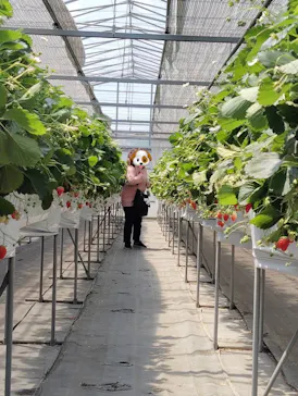 農家　さいとうに投稿された画像（2026/4/26）